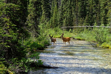 deer in the forest, Canadian Rockies, The river in the forest, Mule deer, Nature