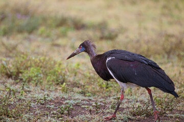 Abdims Stork