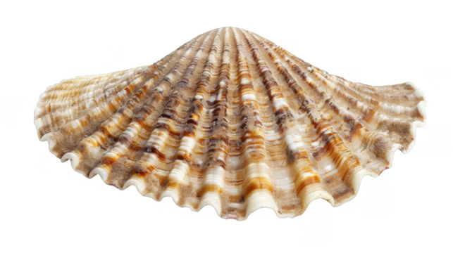 Limpet Shell Rests Quietly, Showcasing Natures Intricate Design and Unique Texture