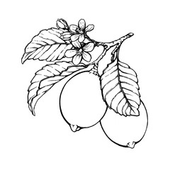 Lemon branch with green leaves and flowers. Black and white outline illustration, hand drawn work isolated on white background.
