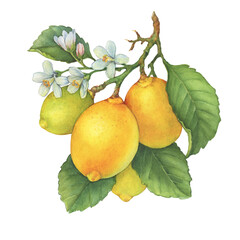Fresh citrus lemons fruit. Lemon  tree branch with green leaves and flowers. Watercolor hand-drawn illustration on white background