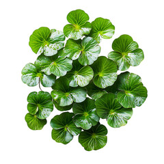 Close Up of Vibrant Green Frogbit Plant Float Isolated on Transparent Background