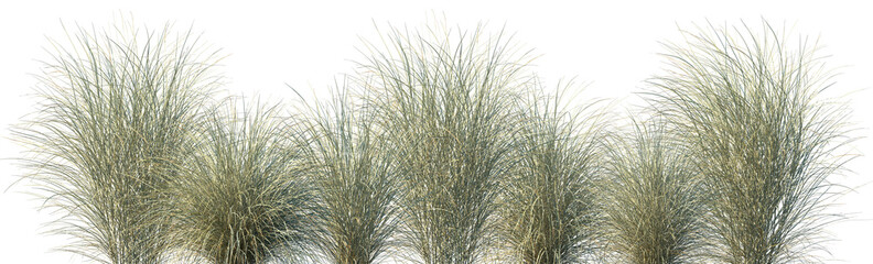 Set of Miscanthus sinensis morning light (Japanese silver grass morning light, maiden grass morning...