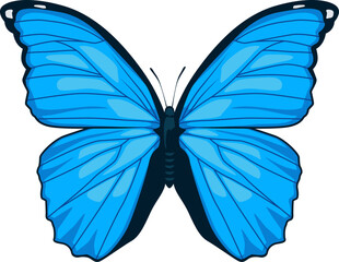 Der Blaue Morphofalter beeindruckt mit intensiv leuchtend blauen Flügeln – ein echtes Tropenwunder.
