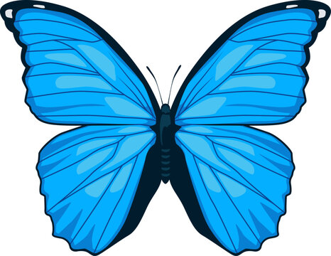 Der Blaue Morphofalter beeindruckt mit intensiv leuchtend blauen Fl&uuml;geln &ndash; ein echtes Tropenwunder.
