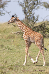 Day old giraffe calf with Umbilical Cord Remnant