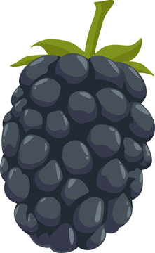 Reife Brombeere mit dunkler Farbe &ndash; s&uuml;&szlig;, aromatisch und reich an Antioxidantien.
