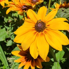 Bee on Bright Yellow Black-Eyed Susan