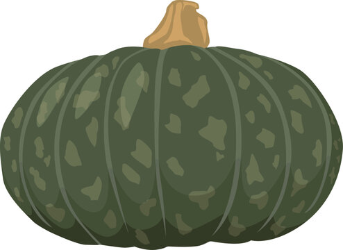 Gr&uuml;ner Kabocha-K&uuml;rbis mit fester Schale &ndash; s&uuml;&szlig;lich-nussiger Geschmack, beliebt in asiatischen Gerichten.