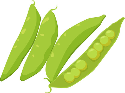 Gr&uuml;ne Erbsenschoten mit ge&ouml;ffnetem Inneren &ndash; s&uuml;&szlig;, zart und ideal f&uuml;r Suppen, Salate oder als Beilage.