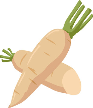 Wei&szlig;er Rettich mit glatter Schale und Blattansatz &ndash; mild im Geschmack, ideal f&uuml;r Salate, Suppen oder eingelegt.