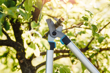 Large pruning shears close-up in the garden. Cuts tree branches with a large lopper.
