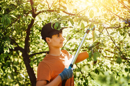 Young man works with a large loppers .Pruning branches in the garden with a large two-handed secateurs.