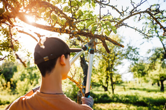 Young man cuts dry dead tree branches with a large lopper. Seasonal spring work in the garden.