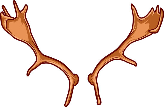 Breites Geweihpaar mit flachen Schaufeln, charakteristisch f&uuml;r Damwild.
