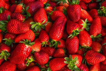 Plastic box full of strawberry between bushes on the farm. Harvest organic strawberry farm, berries, Fresh Strawberries in the box and in the background the lines of a strawberry plant in the field.