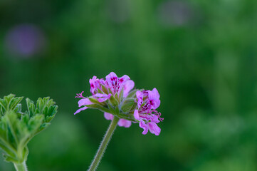 Delicate pink blossoms emerge among vibrant green foliage in a serene garden setting during springtime