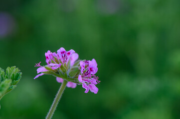 Obraz premium Beautiful pink flowers bloom gracefully in a vibrant spring garden during the golden hour of sunset, showcasing nature's artistry
