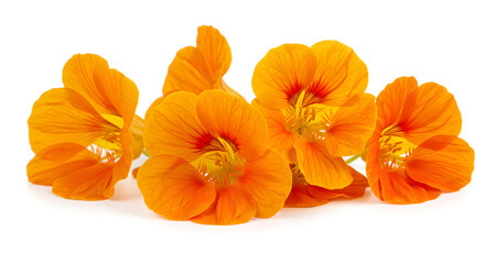 Vibrant nasturtium blooms showcasing orange petals and delicate textures isolated