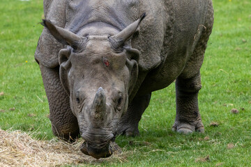 Obraz premium Rhinocéros indien