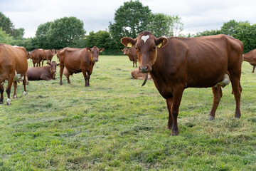 Red and brown Angler cattle dairy cows grazing pasture
