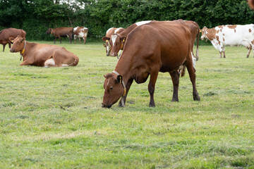 Red and brown Angler cattle dairy cows grazing pasture