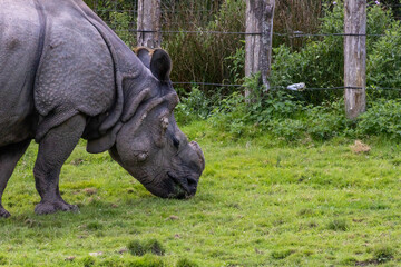 Obraz premium Rhinocéros indien