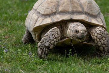 tortue sillonn&eacute;e