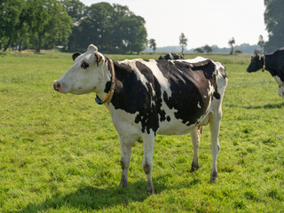 Black and white Holstein Friesian dairy cow enjoying the pasture in the sun