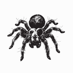 Tarantula Spider Image vector isolated on white Background.