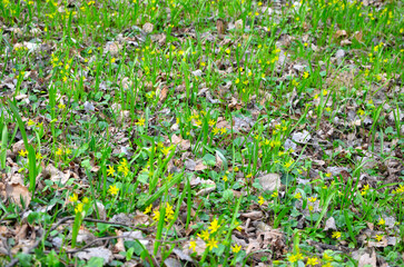Yellow stars are a plant of the lily family