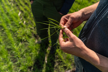 Farm consultant inspecting ryegrass growth stage