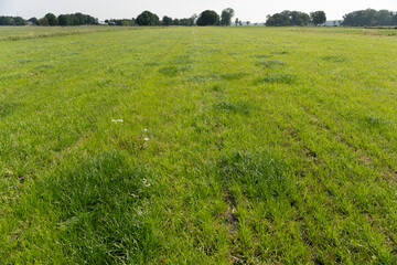 Grassland used for pasture with medium long grass and dark green patches from cow or cattle manure...