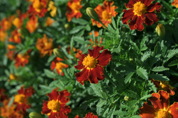 Naklejka premium flowers marigolds in the garden close-up beautiful macro image