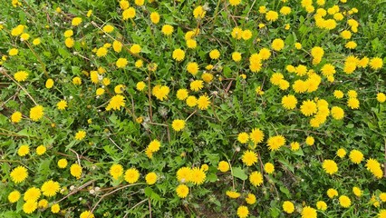 Yellow flowers that grow naturally in nature. Dandelion photos.