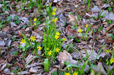 Yellow stars are a plant of the lily family