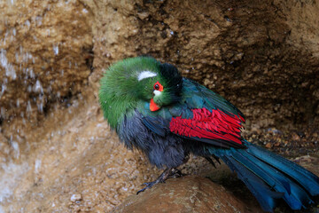 Colorful bird perches near a waterfall in a lush tropical setting, showcasing vibrant plumage and natural habitat
