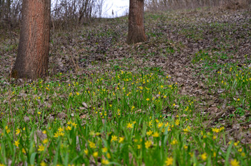 Obraz premium Yellow stars are a plant of the lily family