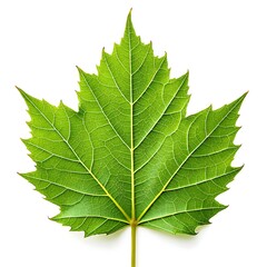 A vibrant, healthy maple leaf showcasing nature's intricate design against a pure white backdrop.
