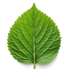 A vibrant green hydrangea leaf showcasing intricate veins and serrated edges against a stark white backdrop.