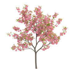 Fototapeta premium 3D Rendered Cherry Tree Sapling with Blossoms Isolated on Transparent Background