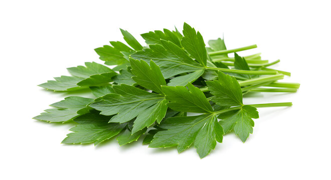 Aromatic lovage leaves present a burst of freshness on pure white backdrop