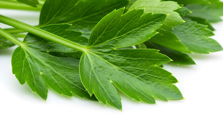 Obraz premium Close-up Vibrant Green Lovage Leaves Illustrating Culinary Herb Freshness