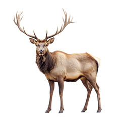 Regal Elk Standing Tall with Wide and Strong Antlers Isolated on Transparent Background