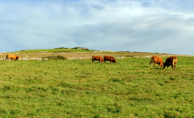 Cows grazing green fields in the countryside ireland