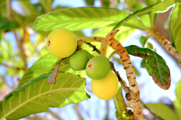 Ripe and unripe loquats on tree branch highlighted by sunlight