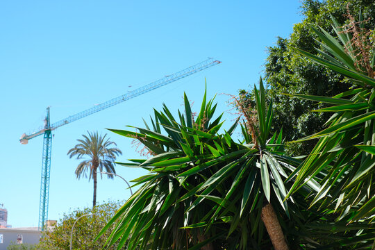 Urban construction meets nature: crane and palm trees under a clear blue sky