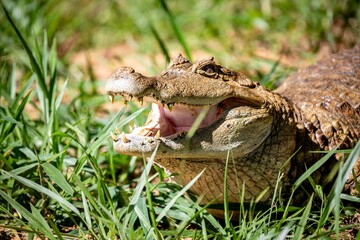 Typical Brazilian alligator from the Pantanal out of the water warming itself in the sun in close-up