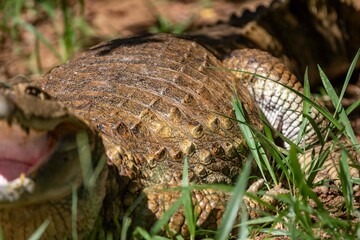 Typical Brazilian alligator from the Pantanal out of the water warming itself in the sun in close-up