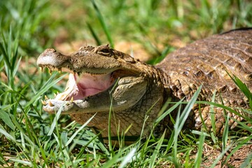 Typical Brazilian alligator from the Pantanal out of the water warming itself in the sun in close-up